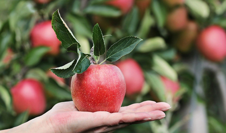 Sulenapfel: Wie du den Baum pflanzt, schneidest und pflegst - Utopia.de