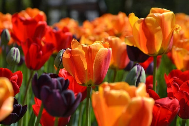 tulpen-pflanzen-anleitung-cc0-pixabay-mindofmush-180311_download Folge ein par wenigen Schritten, die Tulpenzwiebeln zu pflanzen.