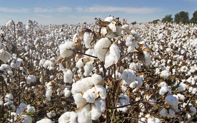 Jim Black_pixabay Artenvielfalt