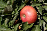 apfelbaeume-eignen-sich-gut-fuer-die-baumschicht-cc0-pixabay-annca-191128_download Apfelbäume eignen sich gut für die Baumschicht deines Waldgartens.