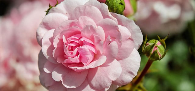 10 Dinge, die du aus deinem Garten werfen solltest – und bessere Alternativen
