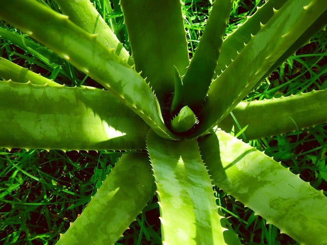 aloe-vera-gel-wird-schon-lange-bei-hautproblemen-e-cc0-pixabay-lernestorod-240818_download Aloe-vera-Gel wird schon lange bei Hautproblemen eingesetzt.