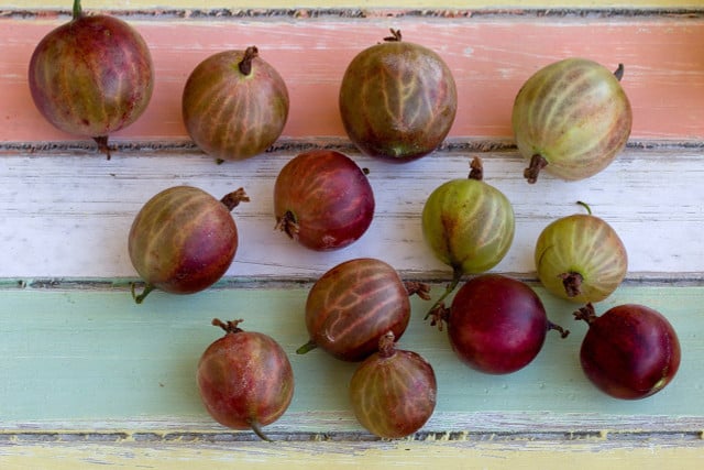 Stachelbeeren einkochen: Eine einfache Anleitung - Utopia.de