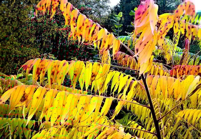 sein-farbenfrohes-herbstlaub-macht-den-essigbaum-b-cc0-pixabay-monika1607-200206_download Sein farbenfrohes Herbstlaub macht den Essigbaum bei Hobbygärtnern so beliebt.