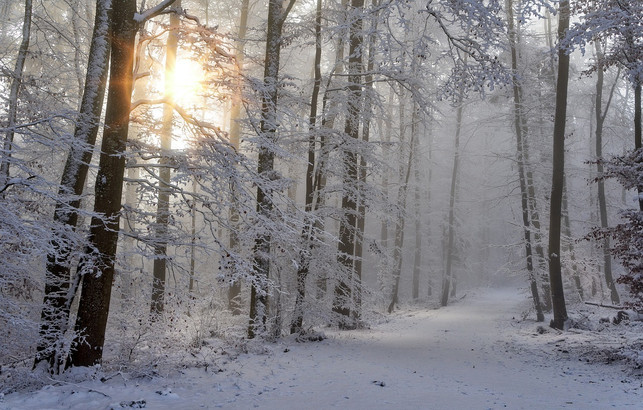 combine-winter-walks-with-forest-bathing-for-egg-cc0-pixabay-sonyuser-230129_download Combine winter walks with forest bathing for a mindful break.