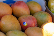 die-mangos-sollten-fuer-das-chutney-schoen-reif-sein-cc0-pixabay-squirrel_photos-190929_download Die Mangos sollten für das Chutney schön reif sein.