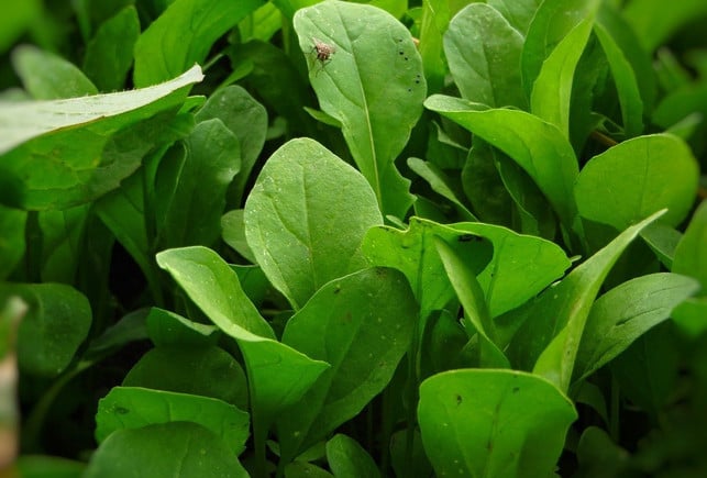 Rucola pflanzen Auf dem Balkon, im Topf und im Garten Utopia.de