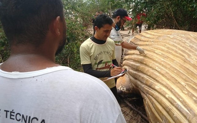 wal-dschungel-analyse-brasilien-s-instagram bicho_dagua-190226-1280x720 Wal, Amazonas, Brasilien, Buckelwal, Plastik