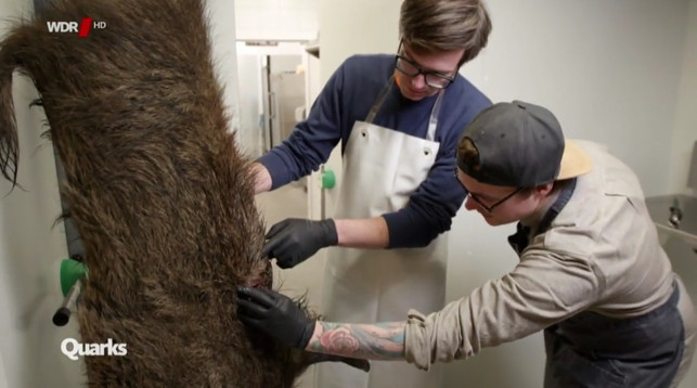 ist-wildfleisch-das-bessere-fleisch-screenshot-wdr-180212_download Ist Wildfleisch das bessere Fleisch?