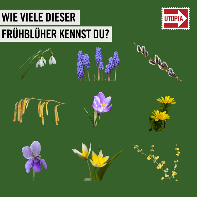 erkennst-du-diese-fruehblueher-utopiade-240222_download Erkennst du diese Frühblüher?