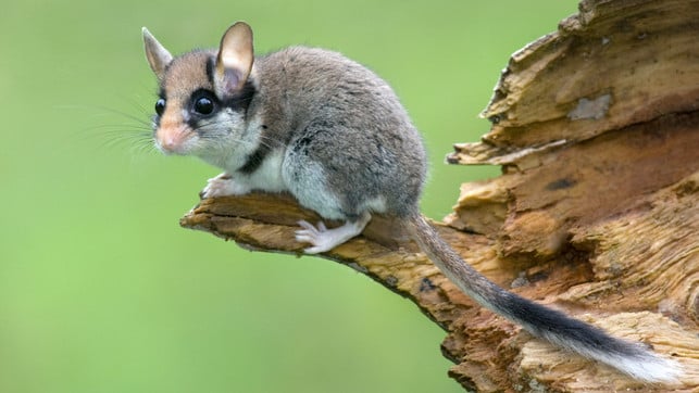 Erkennst du ihn? Das Gartentier des Jahres 2025 steht fest - und erinnert an einen berühmten Helden Gartenschläfer