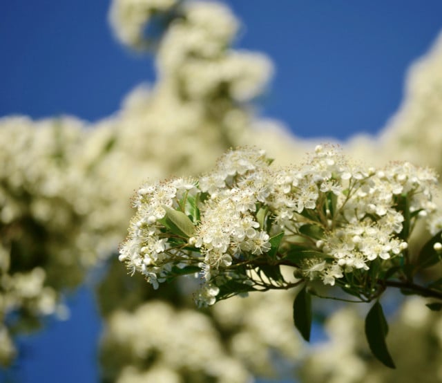 Wie sein Name verrät, schmückt sich der Weißdorn im Sommer mit kleinen, weißen Blüten.