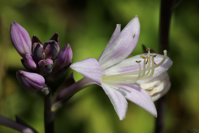 wenn-du-blueten-sofort-entfernst-hat-die-funkie-me-cc0--pixabay--nennieinszweidrei-250722_download Wenn du Blüten sofort entfernst, hat die Funkie mehr Energie für das Wachstum und Erhalten der Blätter.