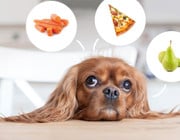 Reste vom Familientisch: Was dürfen Hunde fressen?