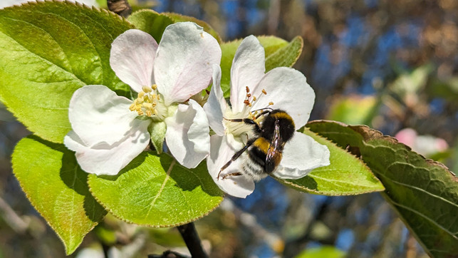 Blühende Apfelbäume im Herbst Was ist da los? Utopia.de
