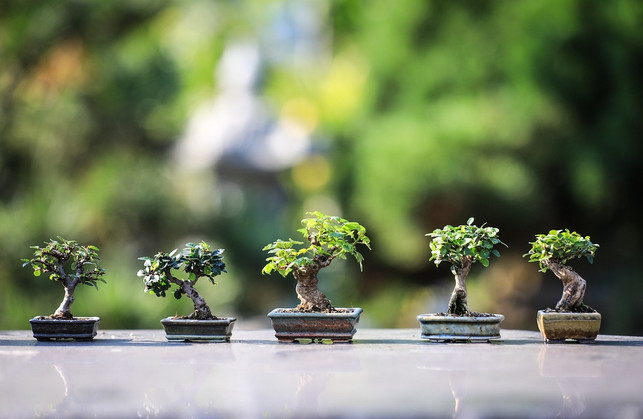 fuer-kokedama-eignen-sich-bonsai-baeume-aber-auch-s-cc0-pixabay-ilonaburschl-240621_download Für Kokedama eignen sich Bonsai-Bäume, aber auch Sukkulenten oder Farne.