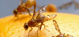 Fruchtfliegenfalle selber machen