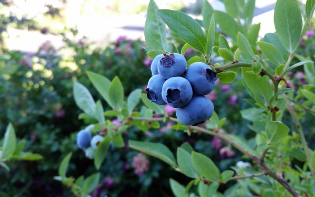 obst-balkon-pb-blaubeere-180207-1280x800 Obst Balkon Heidelbeere Blaubeere