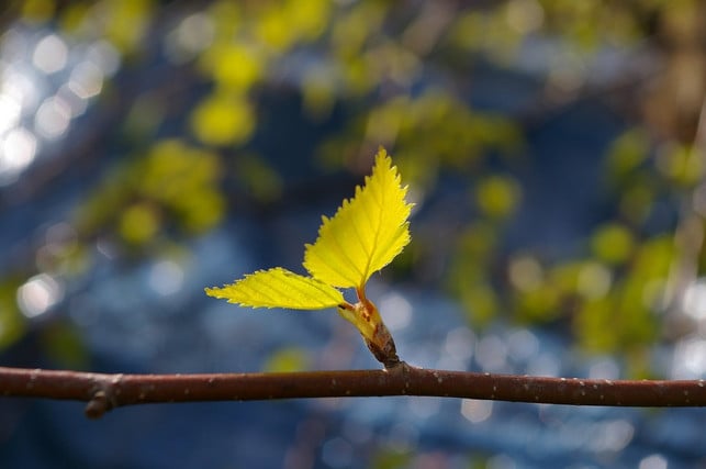 The young birch leaves are particularly suitable for birch leaf tea.