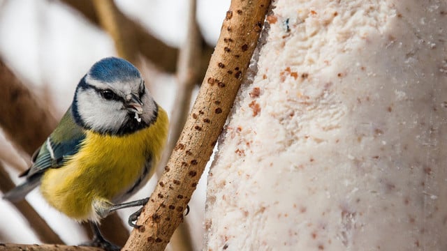 voegel-fuettern-und-ratten-fernhalten-pb-jagdi 3 Tipps: Vögel füttern, ohne Ratten anzulocken
