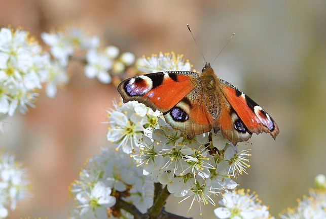 der-schwarzdorn-dient-als-wichtige-nahrungsquelle-cc0-pixabay-jggrz-200625_download Der Schwarzdorn dient als wichtige Nahrungsquelle für viele Schmetterlinge und andere Insekten.