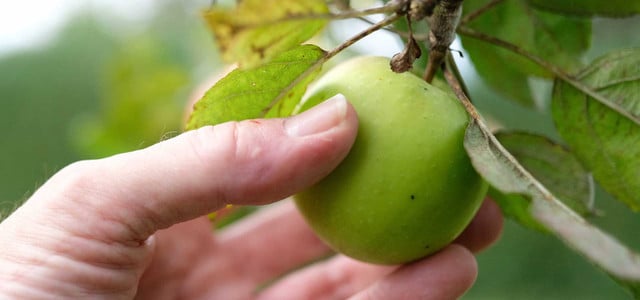 Obst vom Nachbarn ragt in meinen Garten: Darf ich es pflücken?