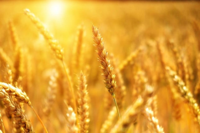 kohlenhydrate-und-fette-sind-ein-wichtiger-bestand-cc0-pixabay-bru-no-220704_download Kohlenhydrate und Fette sind ein wichtiger Bestandteil unserer Ernährung und bewahren uns vor einer Proteinvergiftung.