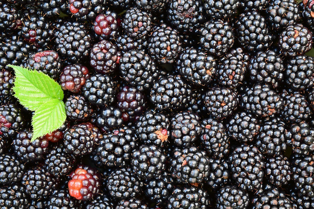 Brombeeren pflanzen Tipps zu Standort, Pflege und Ernte Utopia.de