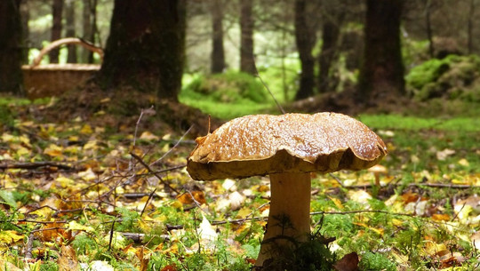 steinpilze-rezept-cc0-pixabay-silviarita-181009 steinpilze rezept