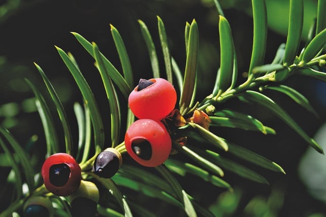 die-eibe-ist-eine-beliebte-aber-giftige-heimische-cc0-pixabay-capri23auto-200921_download Die Eibe ist eine beliebte, aber giftige heimische Pflanze.