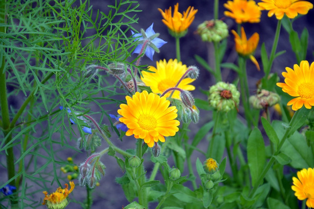 borretsch-und-ringelblume-eignen-sich-gut-als-misc-cc0-pixabay-mareefe-190425_download Borretsch und Ringelblume eignen sich gut als Mischkultur.