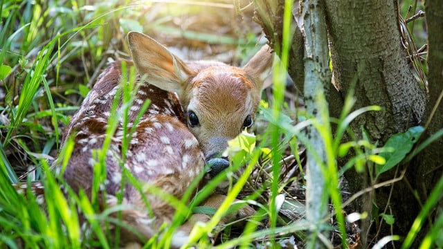 ist-bambi-ein-reh-oder-ein-hirsch-cc0-pixabay-jillwellington-231004 Ist Bambi ein Reh oder ein Hirsch?