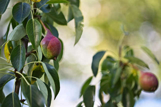 benutze-immer-scharfe-und-saubere-gartenscheren-w-cc0-pixabay-algria-191026_download Benutze immer scharfe und saubere Gartenscheren, wenn du deinen Birnbaum schneiden willst.