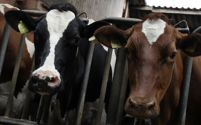 der-einsatz-von-antibiotika-in-der-massentierhaltu-cc0-pixabay-franzl34-180221 Der Einsatz von Antibiotika in der Massentierhaltung steht schon lange in der Kritik.