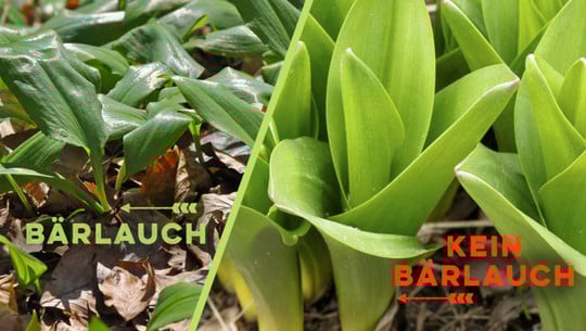 Bärlauch erkennen: Tipps Bärlauch erkennen: Tipps