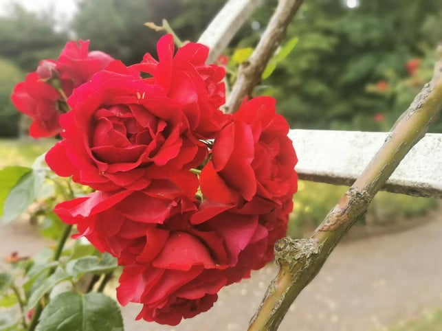 rosen-zurueckschneiden-je-nach-rosenklasse-untersc-sven-christian-schulz-utopia-210531_download Rosen zurückschneiden: Je nach Rosenklasse unterschiedlich stark.