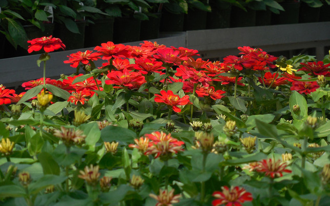 garten-billig-blumen-pb-cc0-170405-1280x800 Garten-Fehler: Billig-Blumen, Baumarkt-Blumen