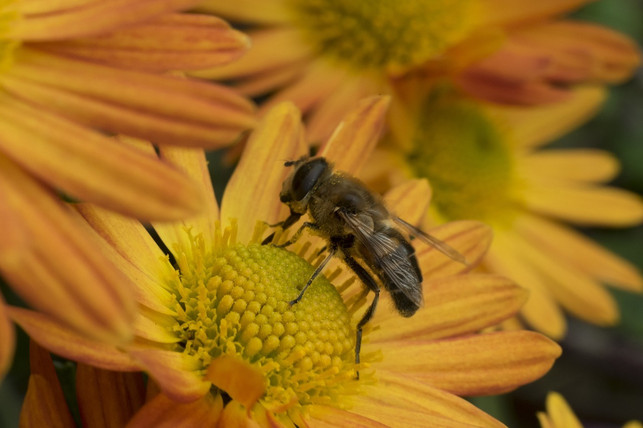 wilde-chrysanthemen-sorten-koennen-spaetnahrung-fuer-cc0-pixabay-krystianwin-230427_download Wilde Chrysanthemen-Sorten können Spätnahrung für Bienen sein.
