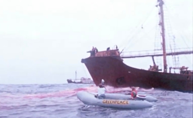 greenpeace-aktivistinnen-mit-schlauchbooten-gegen-screenshot-doku-50-jahre-greenpeace-220703_download Greenpeace Aktivist:innen mit Schlauchbooten gegen Walfangschiffe.
