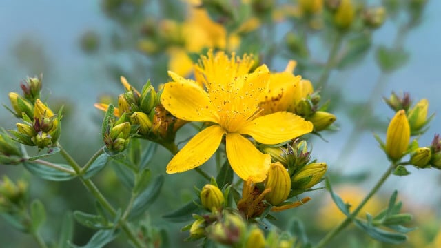 St. John's wort has long been considered a natural antidepressant