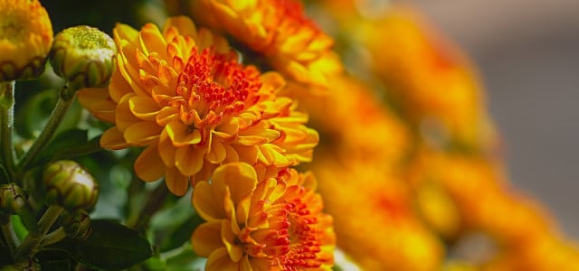 Chrysanthemen Düngen