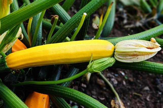 duenge-deine-zucchini-pflanze-regelmaessig-cc0-pixabay-knollzw-230510_download Dünge deine Zucchini-Pflanze regelmäßig.