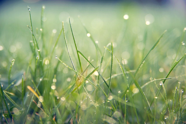 bei-starker-sonneneinstrahlung-den-rasen-zu-spreng-cc0-pixabay-jplenio-240628_download Bei starker Sonneneinstrahlung den Rasen zu sprengen, schadet dem Gras.