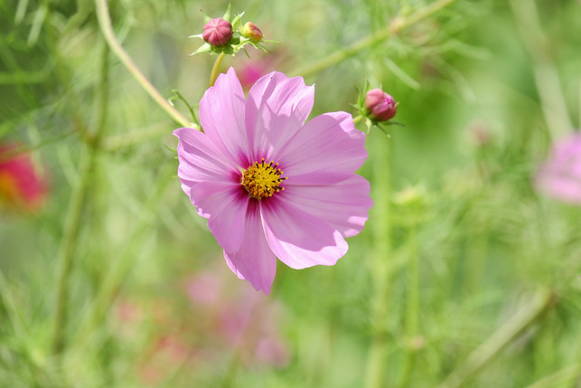 auch-die-cosmea-gehoert-zu-gartenblumen-von-denen-cc0--pixabay--couleur-250728_download Auch die Cosmea gehört zu Gartenblumen, von denen du verwelkte Blüten entfernen solltest.