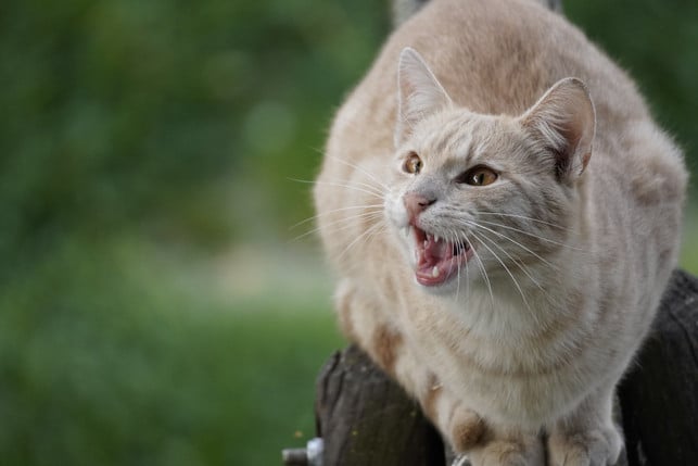 Small, but still a great risk of infection: You should always have a cat bite examined.