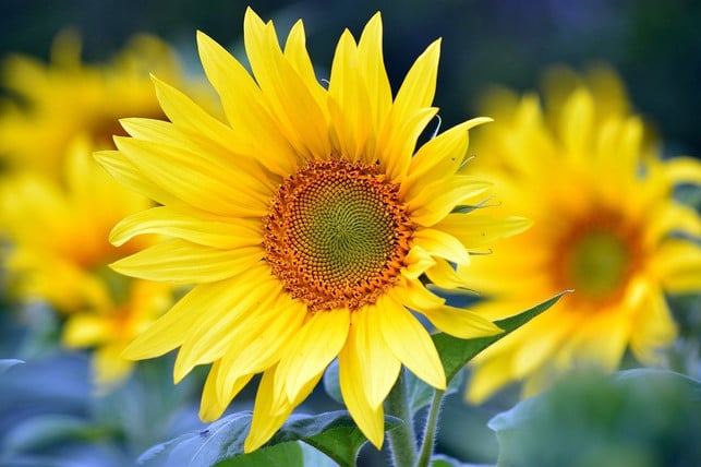 sonnenblumen-sind-besonders-schoene-sommerblueher-cc0-pixabay-artellliii72-240630_download Sonnenblumen sind besonders schöne Sommerblüher.