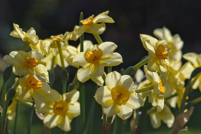 im-fruehjahr-wirst-du-mit-einer-anhaltenden-bluetenp-cc0-pixabay-helgaka-241101_download Im Frühjahr wirst du mit einer anhaltenden Blütenpracht belohnt.