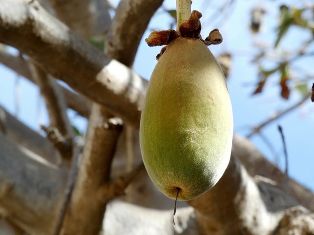 das-saeuerliche-fruchtfleisch-der-baobab-fruechte-is-cc0-pixabay-dezalb-210430_download Das säuerliche Fruchtfleisch der Baobab-Früchte ist in Afrika äußerst beliebt.