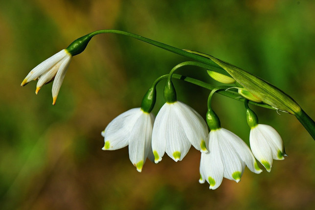 mit-der-bluete-der-schneegloeckchen-beginnt-der-vorf-cc0-pixabay-mabelamber-210528_download Mit der Blüte der Schneeglöckchen beginnt der Vorfrühling.
