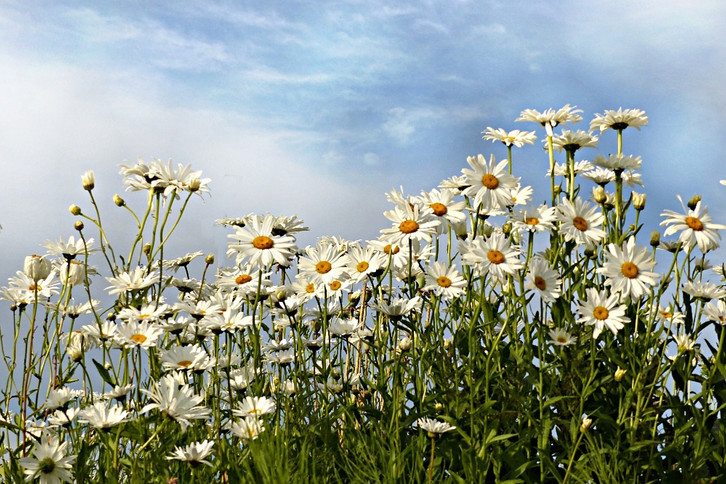 Margeriten berwintern: So blhen sie auch im nchsten Jahr wieder -  Utopia.de